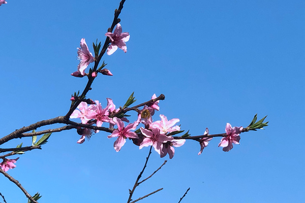 应用聚焦｜TPV反应挤出 —— 时间、剪切与温度的系统平衡